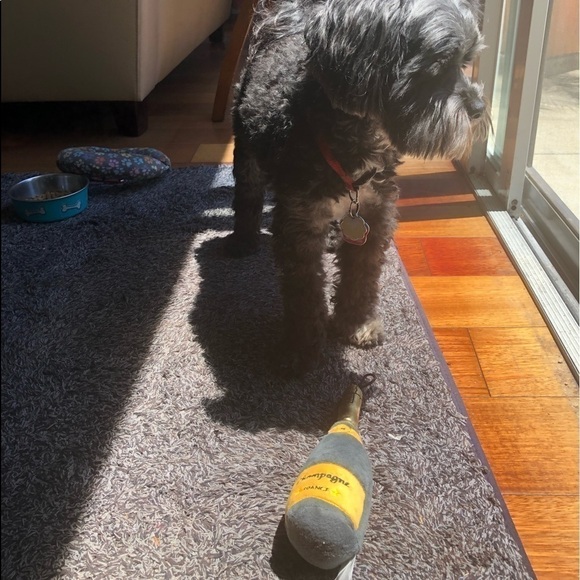 champagne Bottle Squeezie Toy for Dogs - Picture 7 of 7